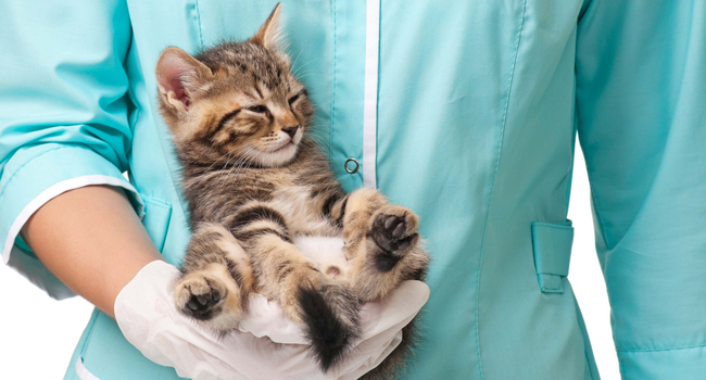 5-veterinarnyh-klinik-kotorye-rekomenduyut-astanchane