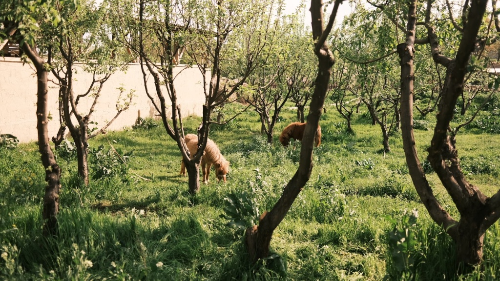 kosafarm kosa ферма в ташкенте
