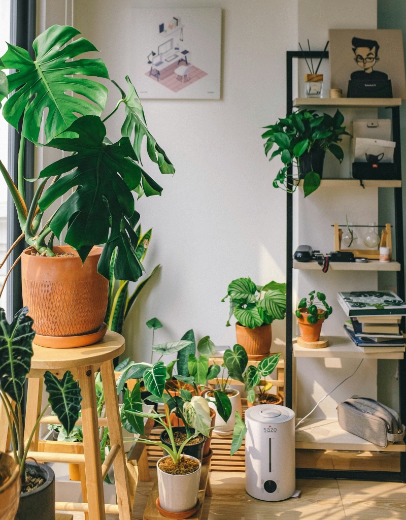 plants комнатные растения в Алматы