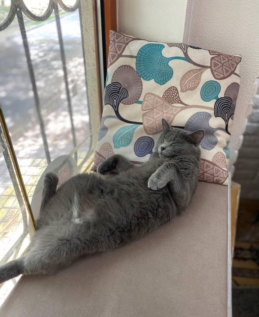solo_catcafe_almaty.jpg solo_catcafe_almaty.jpg