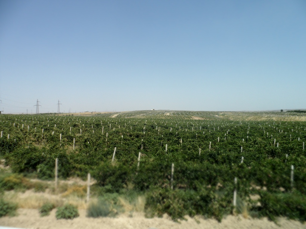 DSC_4167.JPG