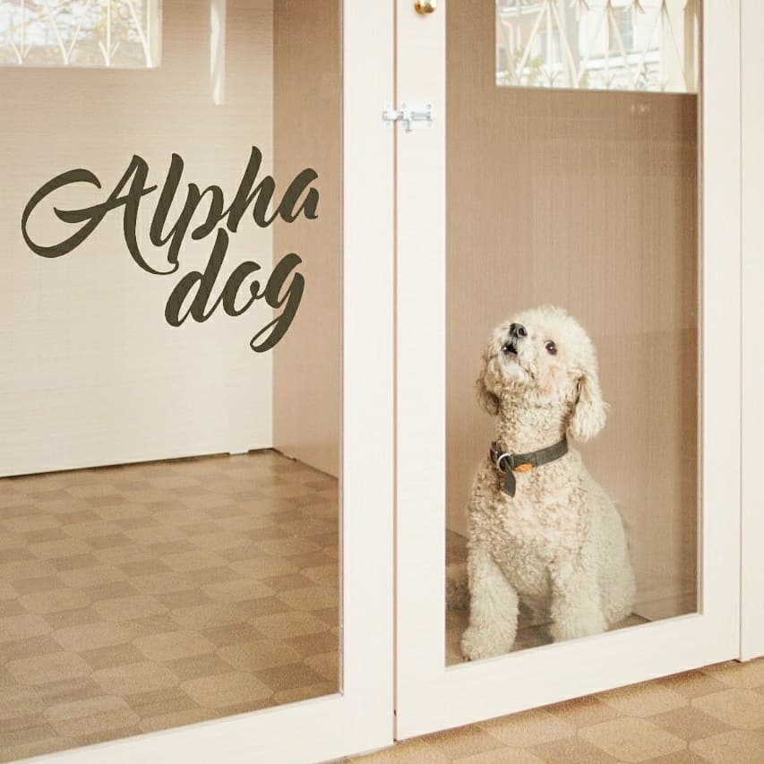 alpha dog.jpg alpha dog.jpg