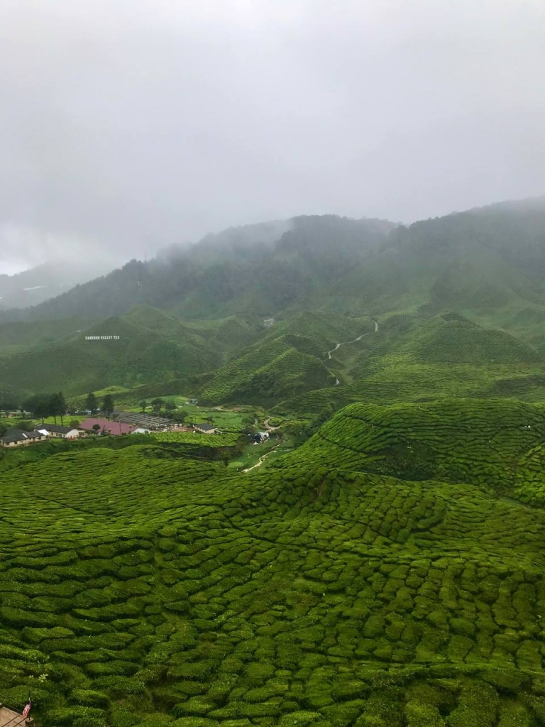 Cameron_Highlands Cameron_Highlands