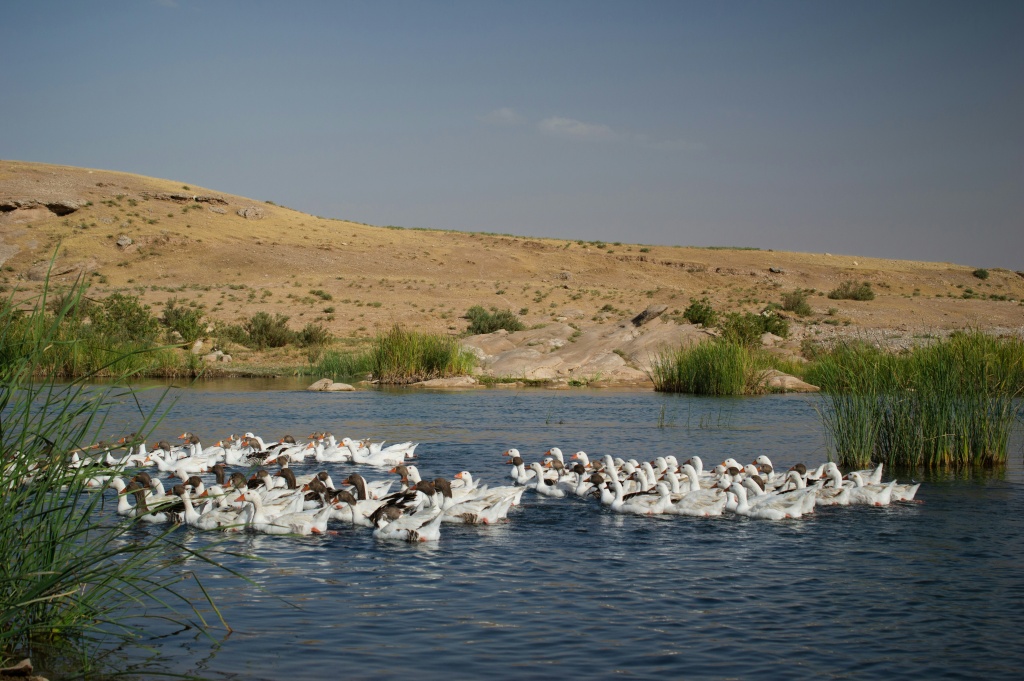 birdwatching Birdwatching in Central Asia