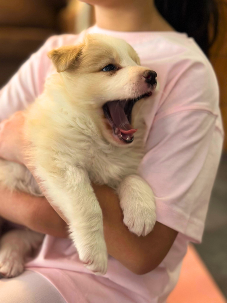 puppy_flow йога с щенками баку