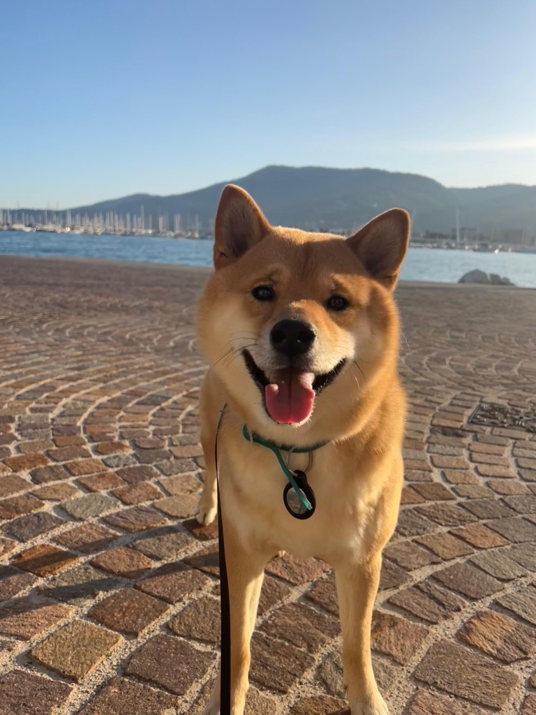 cute dog