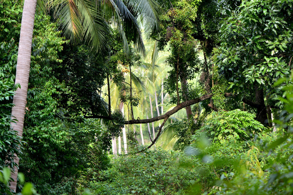 jungle.jpg jungle.jpg
