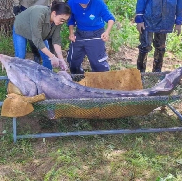 Камила Адырбекова