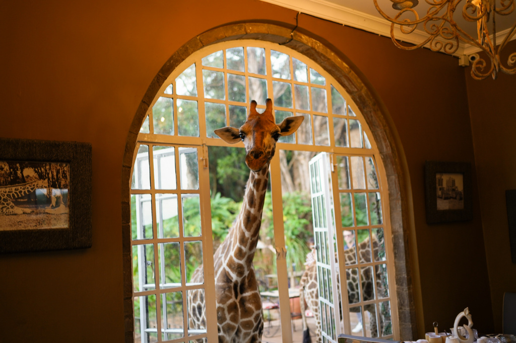 giraffe manor giraffe manor