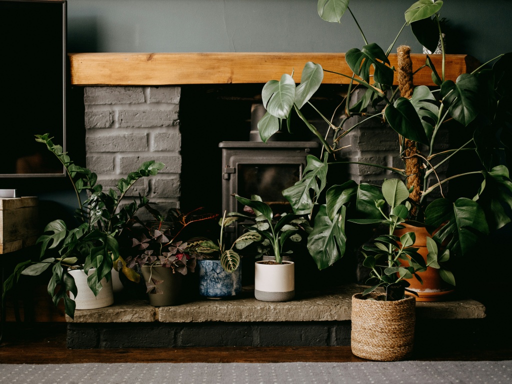 houseplants комнатные цветы купить Алматы
