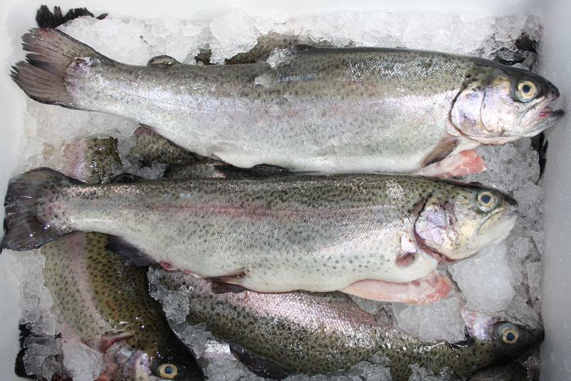 foto_rad._forel_1_2.08.17_copy1.png foto_rad._forel_1_2.08.17_copy1.png