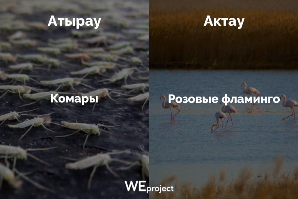 Комары-фламинго 5.png
