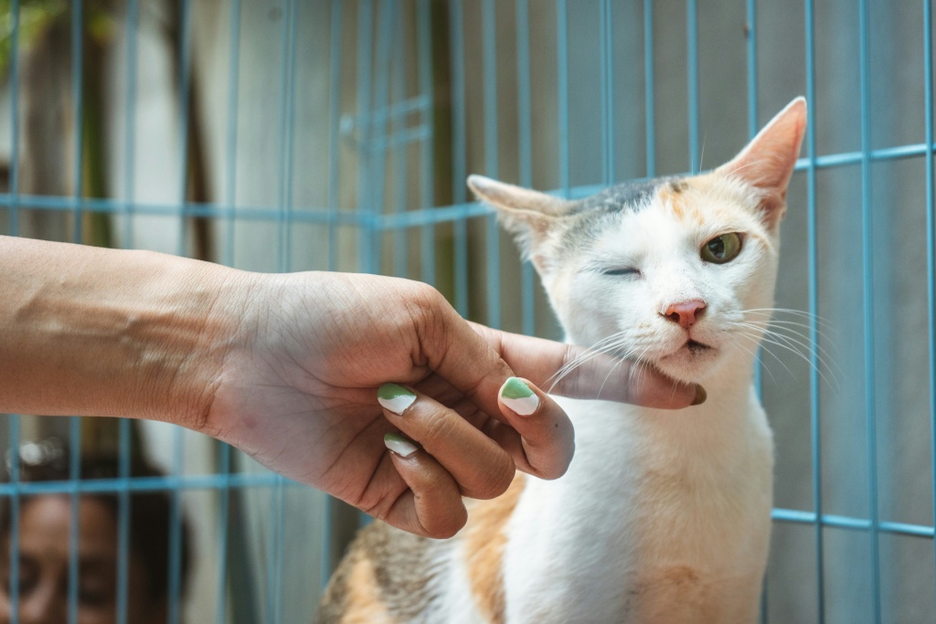 cat лучшие ветеринарные клиники Алматы