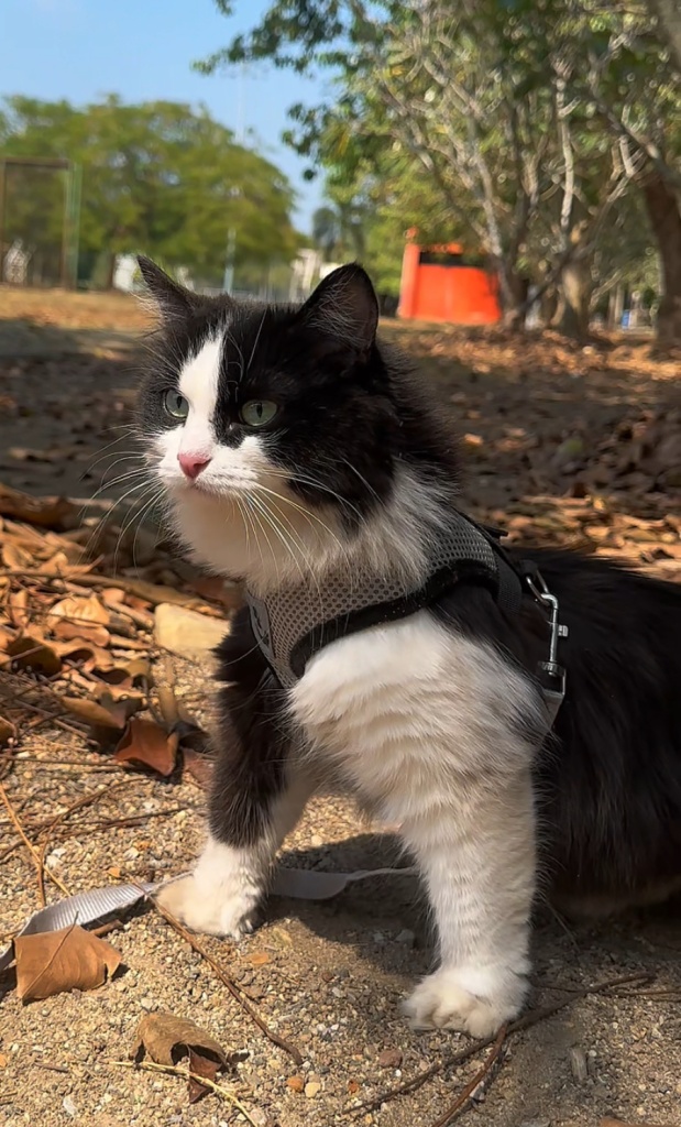 кошка милая