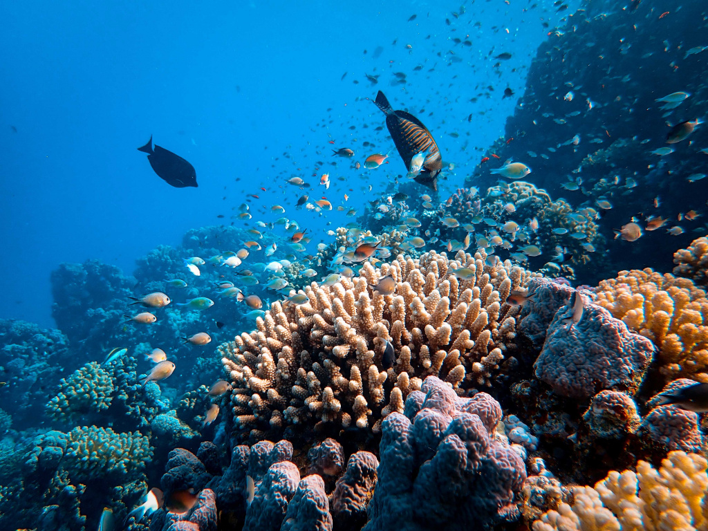 australia reef australia reef