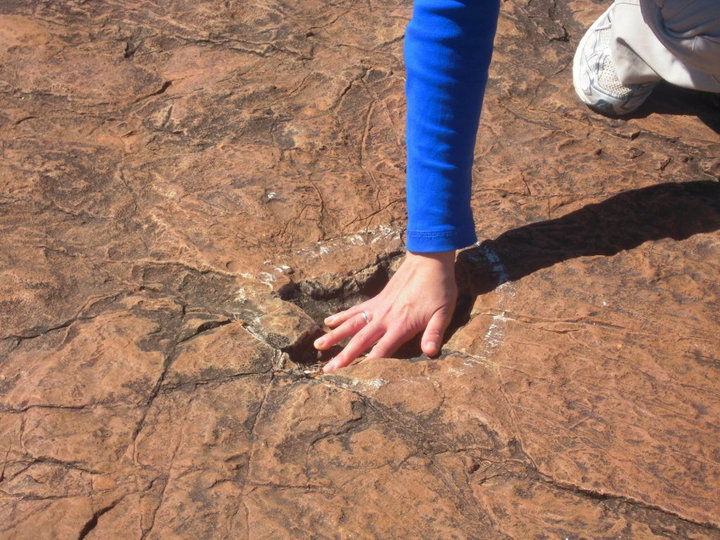 Dino traces.jpg Dino traces.jpg