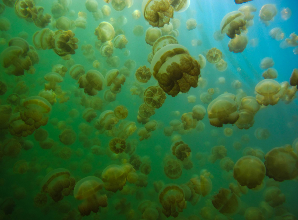 Jellyfish Lake Jellyfish Lake
