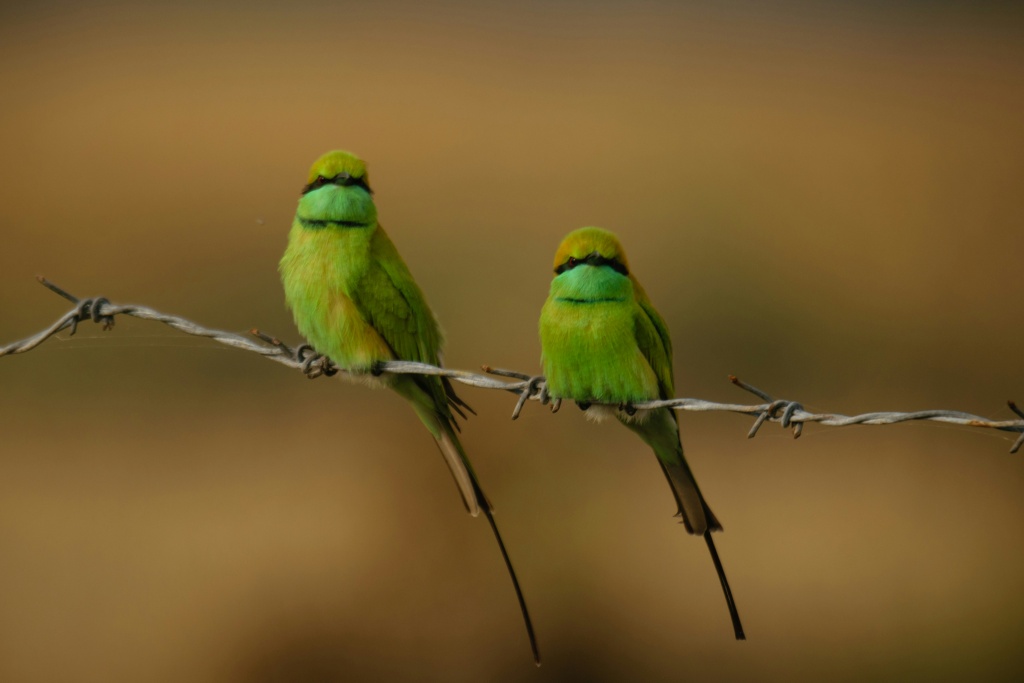 birdwatching Birdwatching in Central Asia