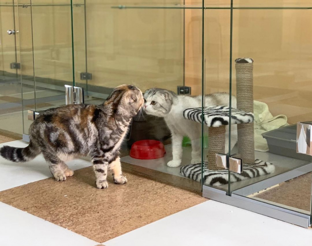 dogandcats.jpg dogandcats.jpg
