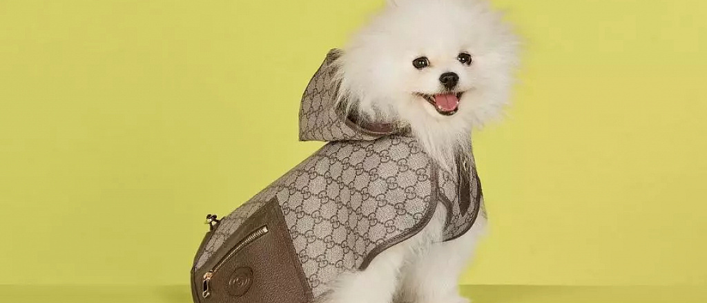 gucci-vypustil-kollekciyu-odezhdy-dlya-domashnih-pitomcev