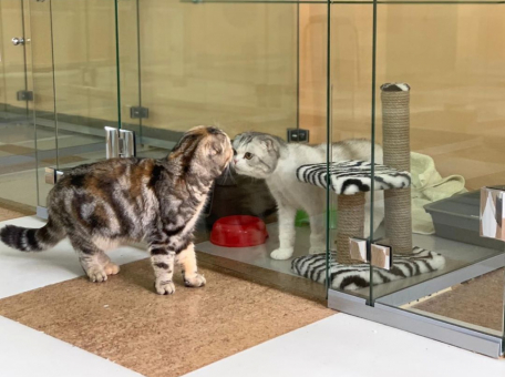 hotels-for-pets-in-almaty-and-nur-sultan