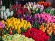 8-marta-v-bishkeke-10-sobytiy-chtoby-otmetit-prazdnik-yarko