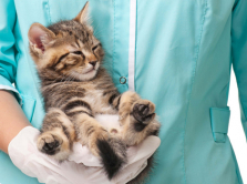 5-veterinarnyh-klinik-kotorye-rekomenduyut-astanchane