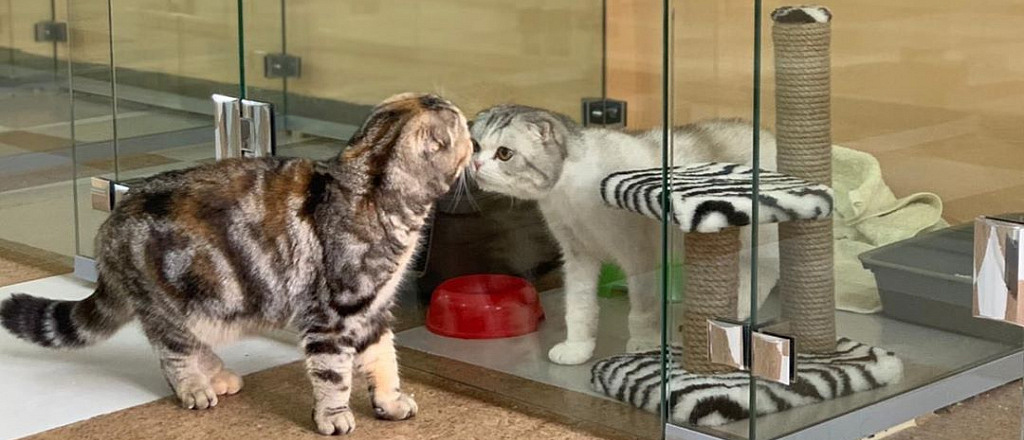 hotels-for-pets-in-almaty-and-nur-sultan