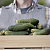 preview-image
