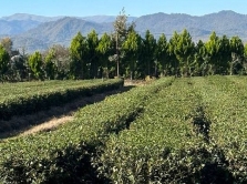 where-tea-lemons-and-feijoa-grow-in-azerbaijan-everything-you-need-to-know-about-lankaran
