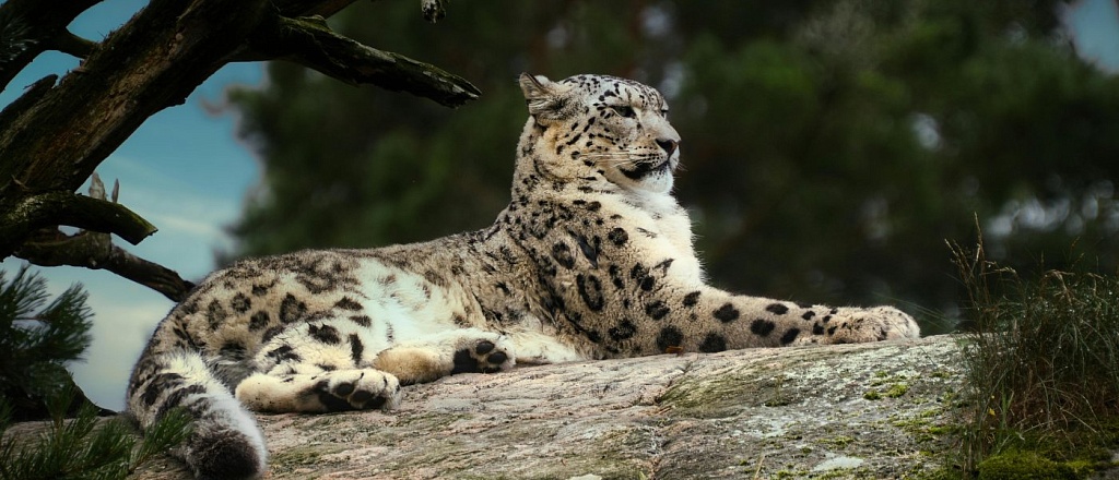 from-snow-leopards-to-sand-cats-animals-from-the-red-book-of-central-asia