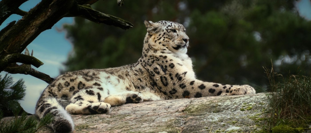 from-snow-leopards-to-sand-cats-animals-from-the-red-book-of-central-asia