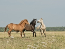 5-beautiful-kyrgyz-traditions-that-are-passed-down-from-generation-to-generation