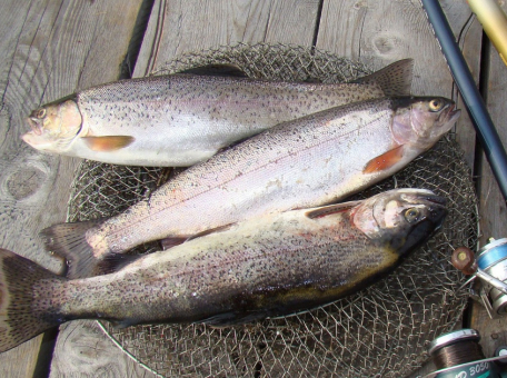 trout-farming-in-almaty-it-takes-two-years-to-grow-big-fish