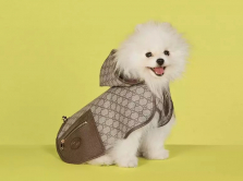 gucci-vypustil-kollekciyu-odezhdy-dlya-domashnih-pitomcev