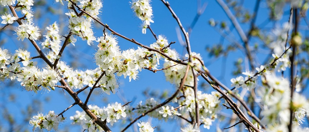 navruz-in-central-asia-how-spring-is-celebrated-in-the-region